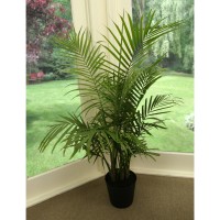 Majesty Palm (Ravenea rivularis) Easy Care Live House Plant from Delray Plants, 10-inch Grower’s Pot   553130464